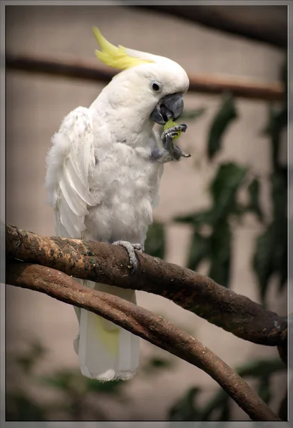 Parrot — Stock Photo, Image