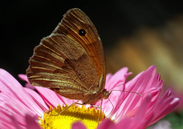 Красавица-бабочка — стоковое фото