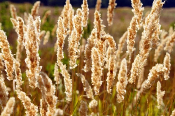 stock image In steppe