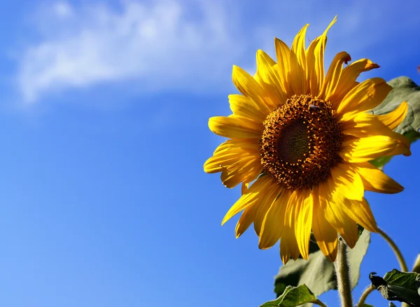 Stock image Sunflower