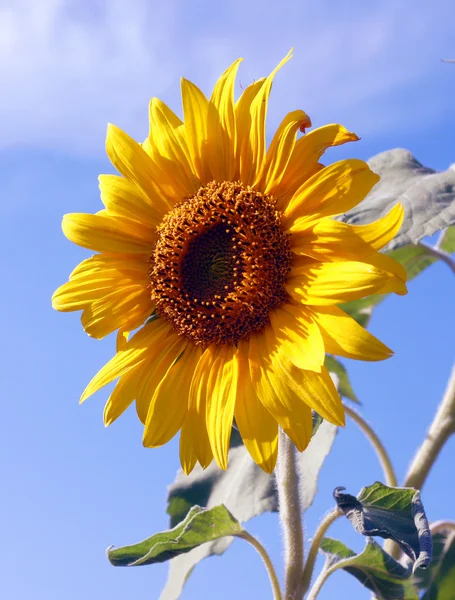 stock image Sunflower