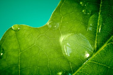 The macro shot of water drops on oak leaf. clipart