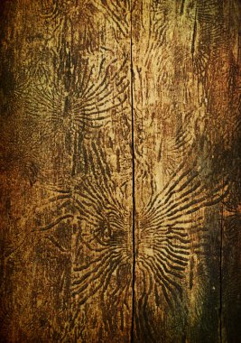 Bark beetles patterns, aged vintage background clipart