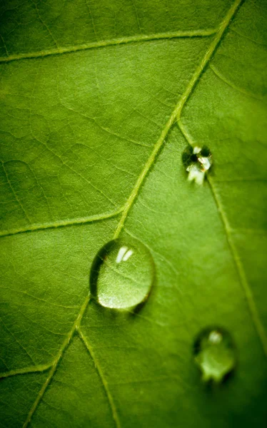 얕은 dof 놓기를 오크 잎 — 스톡 사진