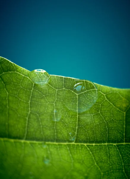 Green oak leaf with water drops. Shallow DOF. — Stock Photo, Image