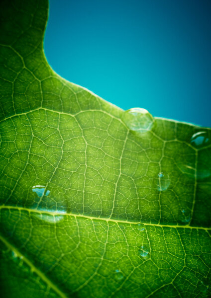 Green oak leaf with water drops on it (shallow depth of field)