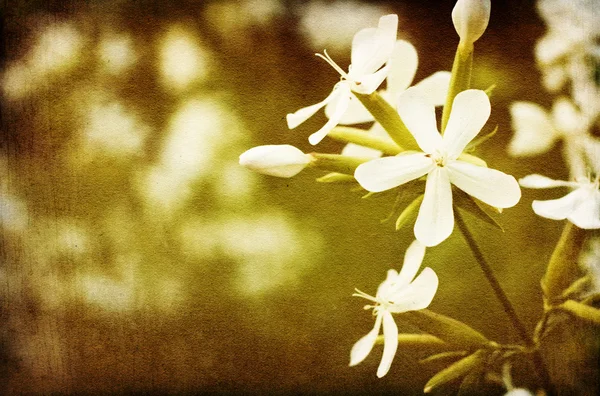 Fundo de flor branca vintage . — Fotografia de Stock