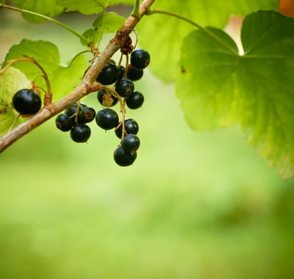 Bunch of currants with a little garden bugs in Focus. Shallow DO — Stock Photo, Image