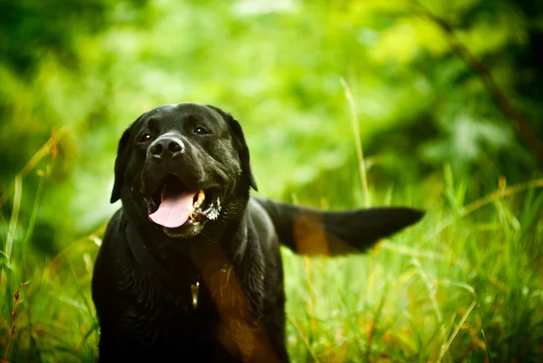 Black Labrador is moving in the natural environment. Evening, na — Stock Photo, Image
