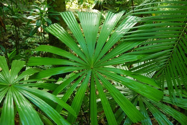 Fan Palm Royaltyfria Stockbilder