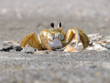 Crab with telescoping eyes clipart