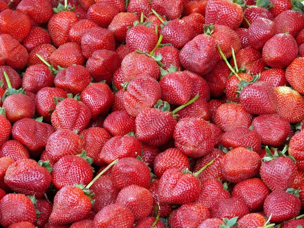 stock image Erdbeeren