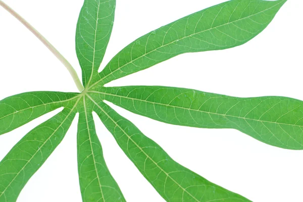 stock image Green tapioca leaf