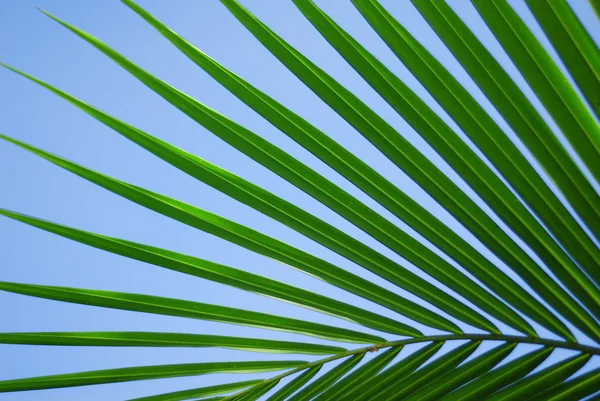 stock image Coconut leaf with blue sky background