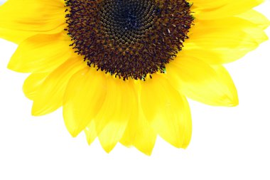 Shot of a sunflower half clipart