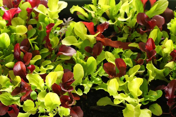 Microgreens upclose — Stock Photo, Image