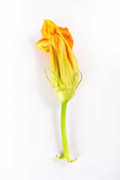Beyaz üzerine tek kabak çiçeği — Stok fotoğraf