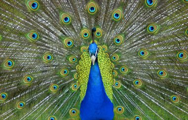 Peacock clipart