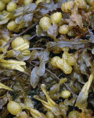 Bladderwrack Seaweed clipart