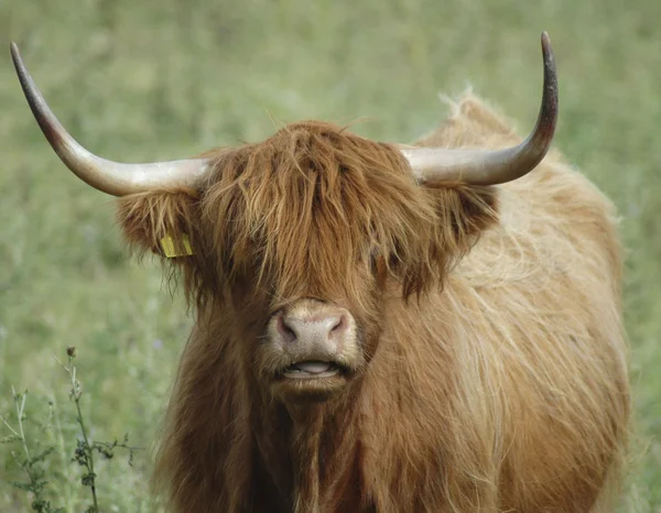 Highland kráva tvář — Stock fotografie
