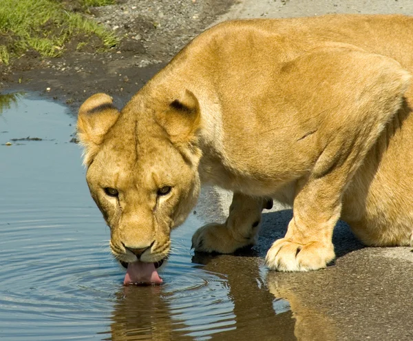 Beber leona —  Fotos de Stock