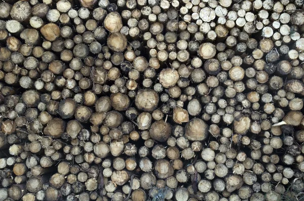 Pile of Logs — Stock Photo, Image