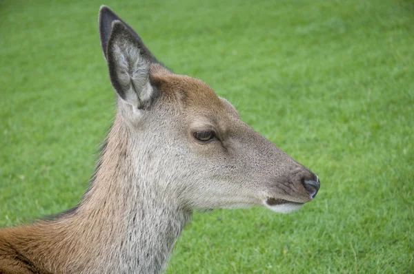 Genç kırmızı geyik hind — Stok fotoğraf