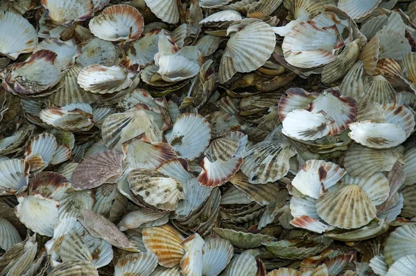 Scallop Shells — Stock Photo, Image
