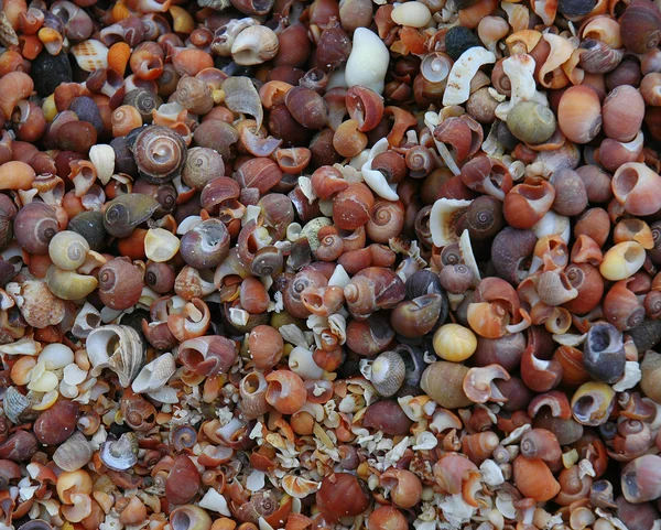 Shell spiaggia — Foto Stock