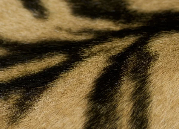 Δέρμα τιγρών λεπτομέρεια — Φωτογραφία Αρχείου