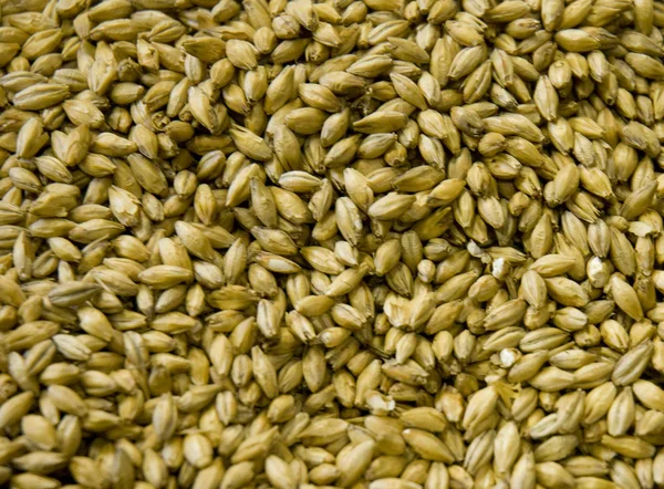 stock image Malted Barley grains