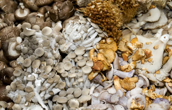 stock image Variety of Mushrooms