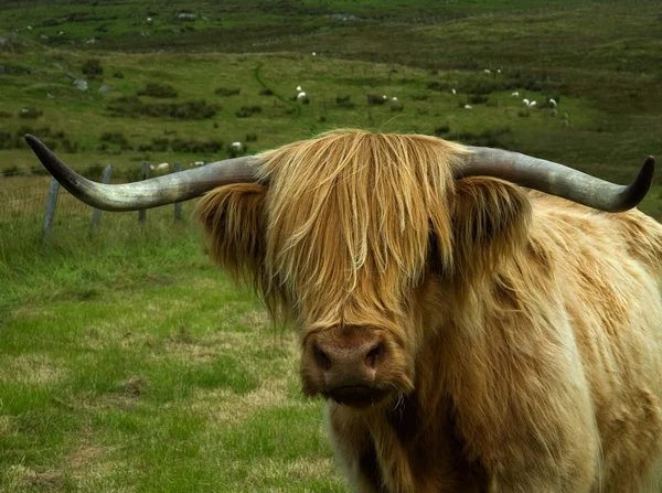 Highland cow huvud Royaltyfria Stockbilder