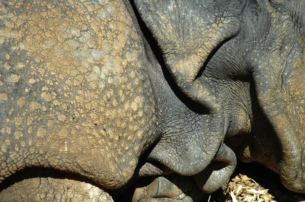 Rhino kůže Stock Obrázky