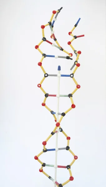 DNA-malli — kuvapankkivalokuva