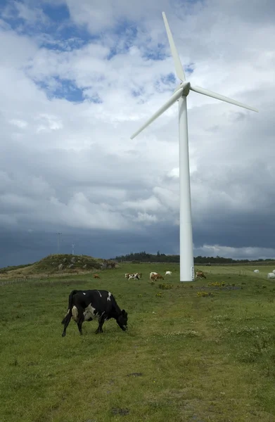 Windturbine en koe — Stockfoto