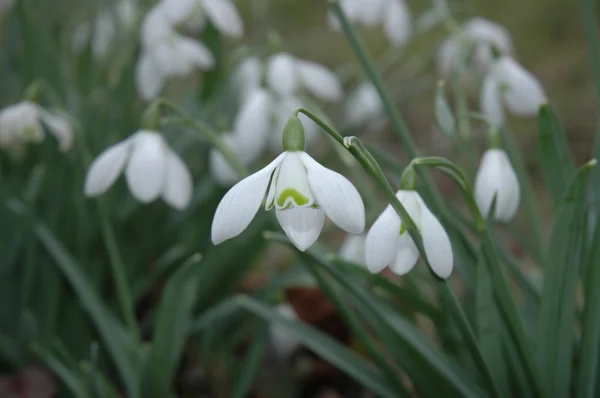 stock image Snowdrops