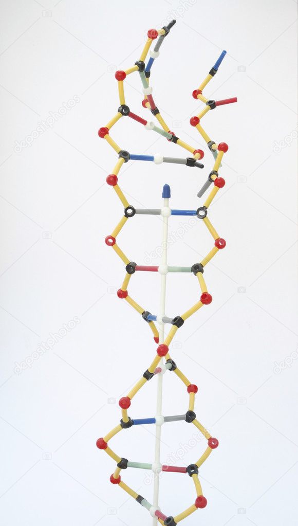 DNA Model