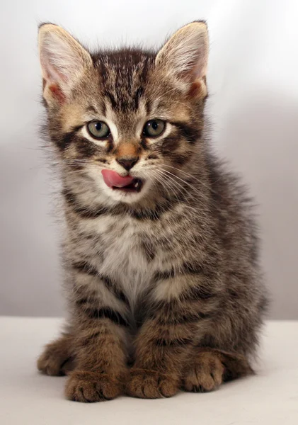 Sevimli kedi yavrusu 2 — Stok fotoğraf