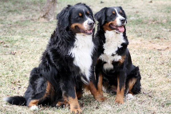 Бернские горные собаки — стоковое фото