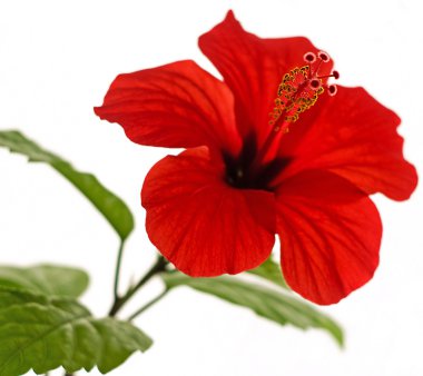 Hibiscus rosa-sinensis L. clipart