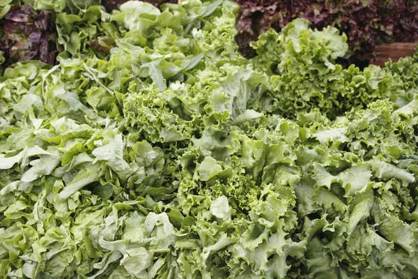 Дисплей зеленого листя салату — стокове фото
