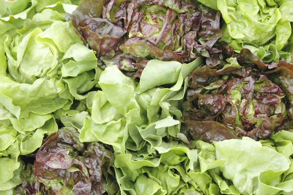 Grüne und rote Salatauslage — Stockfoto