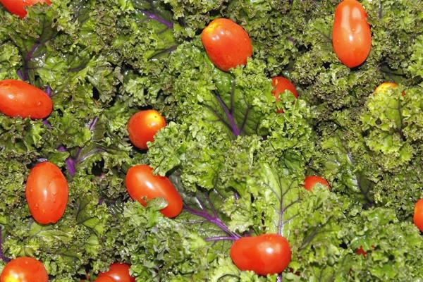 Red Kale Tomatoes Close Up — Stock Photo, Image
