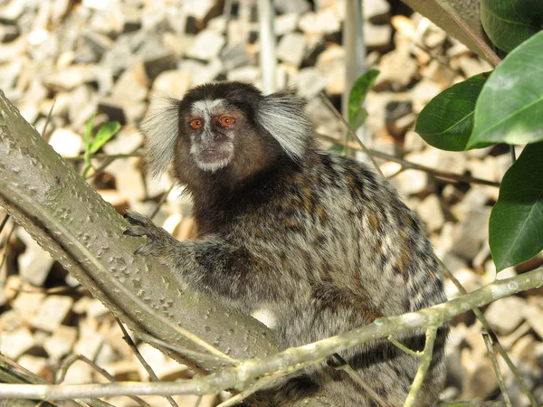 リオデジャネイロでのシュガーローフに sagui 猿 ストック写真