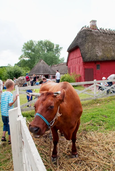 Koe in het dorp funen — Stockfoto