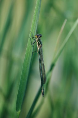 Batı willow spreadwing kızböcekleri yeşil zemin üzerine