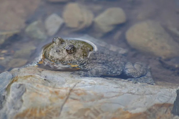 Желтобрюхая жаба (Bombina Variegata) сидит в воде среди камней — стоковое фото