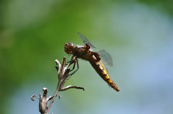 Breda arbetsföra chaser dragonfly på mild grön bakgrund — Stockfoto