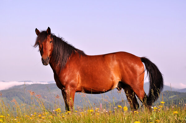 Beautiful brown horse in the mountains upon blue sky background